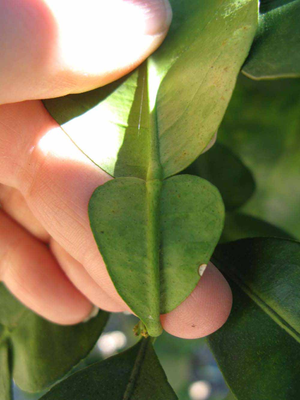              Petiole (Large Pink, Winter Haven, FL)   